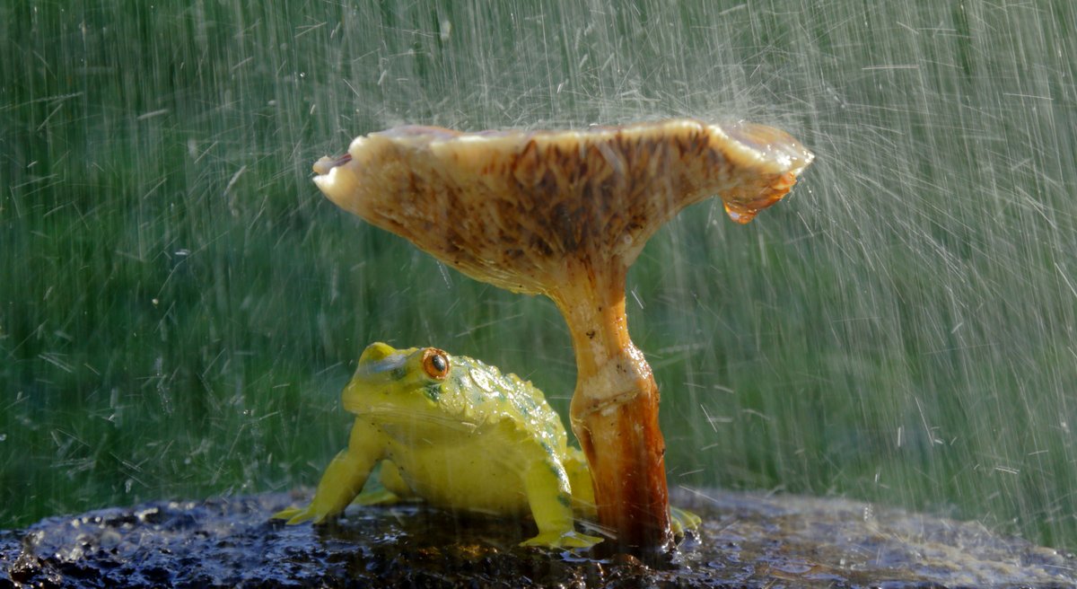 Frosch im Regen